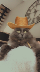 PAMPA