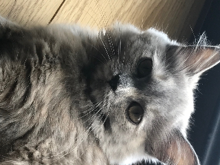 Romy