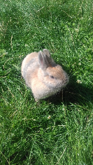 Babouche