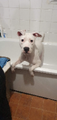 Pypper