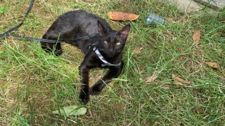 Tika