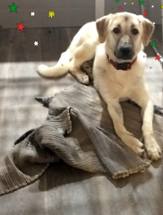 Kanga