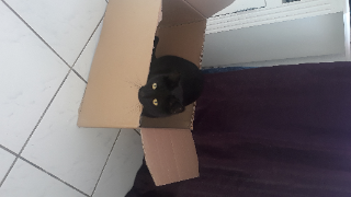 SIMBA