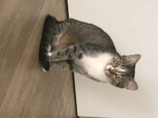 Soko