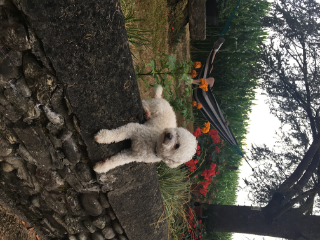 Coco
