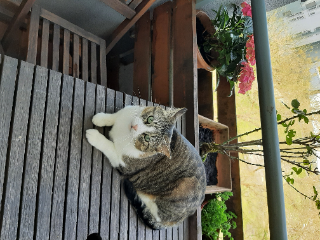 Laya