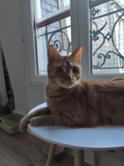 Simba