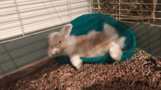 Dewey