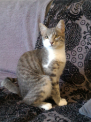 Alfonso
