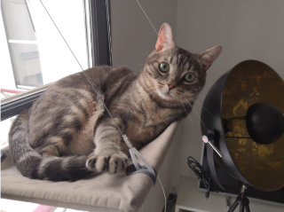 Roni