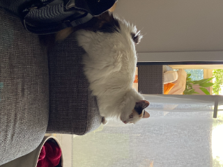 Pixy