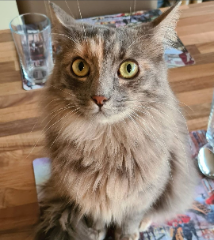 Lilly
