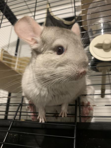 Calypso