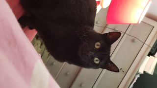Myla