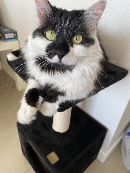 Kaya