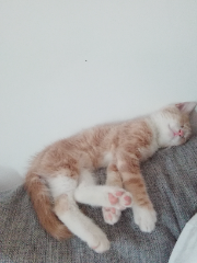 Minette