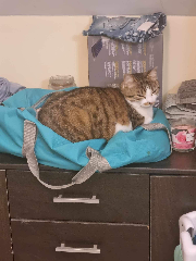 Maya