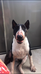 Tyson