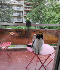 Capri