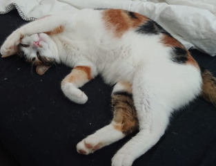 Chatouille
