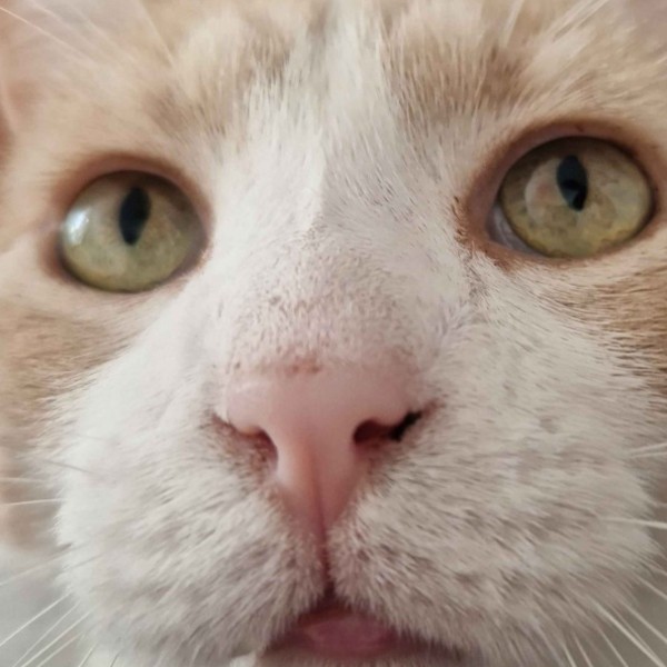 Simba