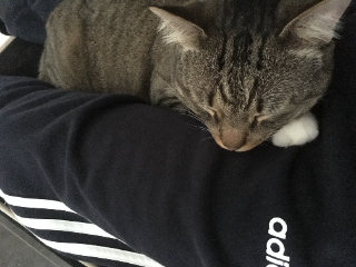 Tigrou