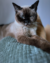 Satine