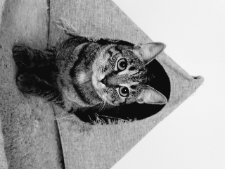 PIPPA