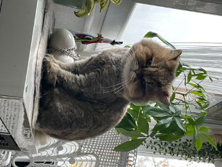 Chat
