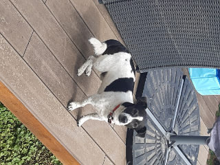 Jack