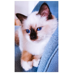 Suki