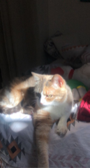 Mia