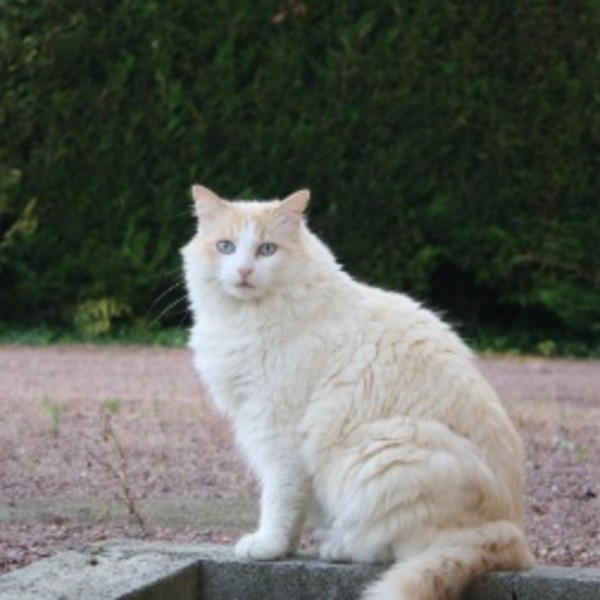Mochi