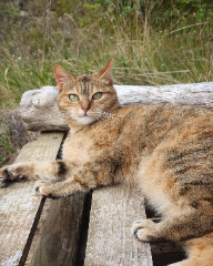 Maya