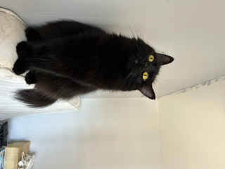 Kali