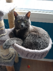 Grisbouille