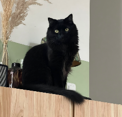 Harvey