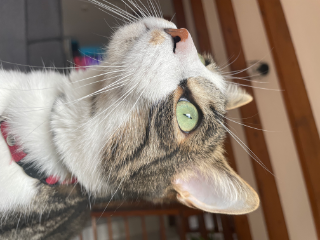 Kitsu