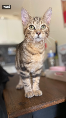 Yuki