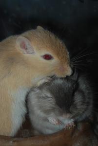 Tequilla et Nikita