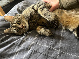Simba