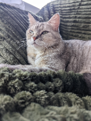 Bisou