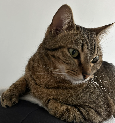 GOOSE