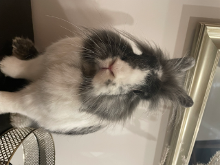 Simba