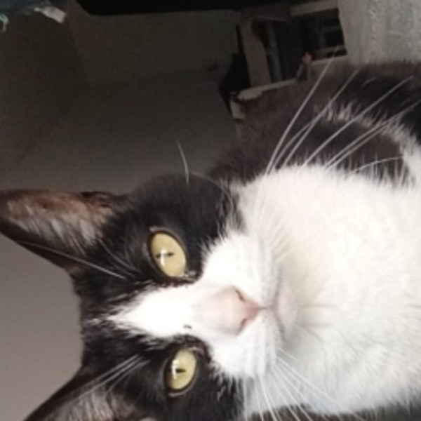 Artemis