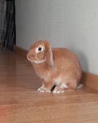 Pacco