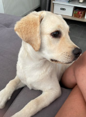 Thalya