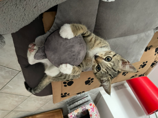 Nala
