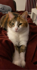 Miya