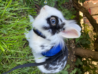 Panpan